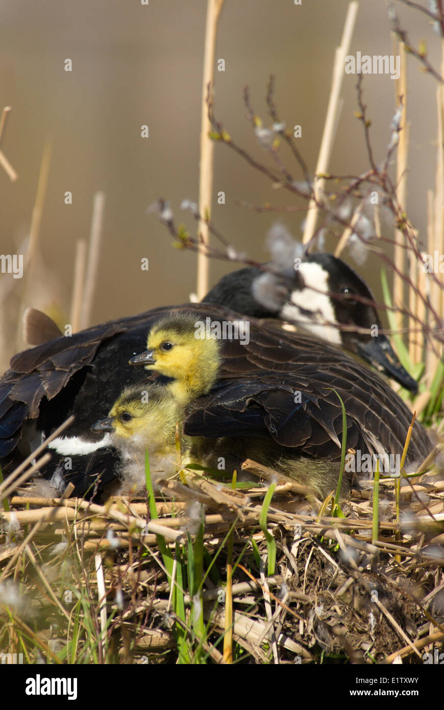 Canada Goose sul suo nido con 2 recentemente pulcini usciti dal guscio vicino a Muskoka, Ontario Foto Stock