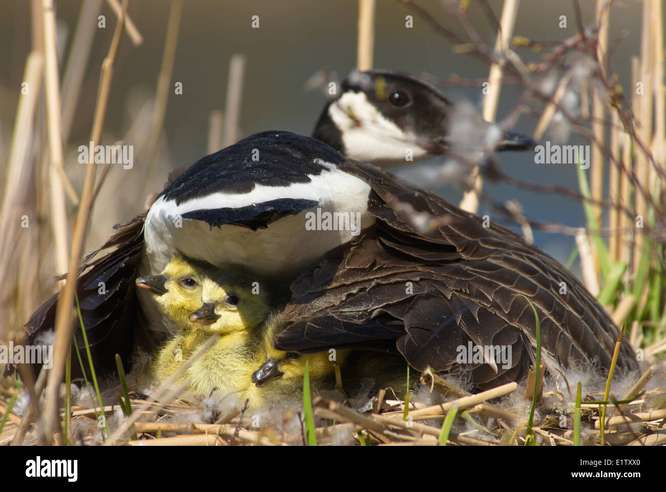 Canada Goose sul suo nido con 3 ha recentemente pulcini usciti dal guscio vicino a Muskoka, Ontario Foto Stock