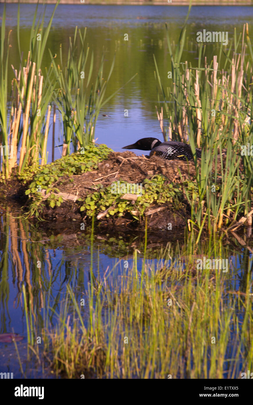 Loon comune cercando di concluso nascosto durante la seduta sul suo nido in Muskoka, Ontario Foto Stock