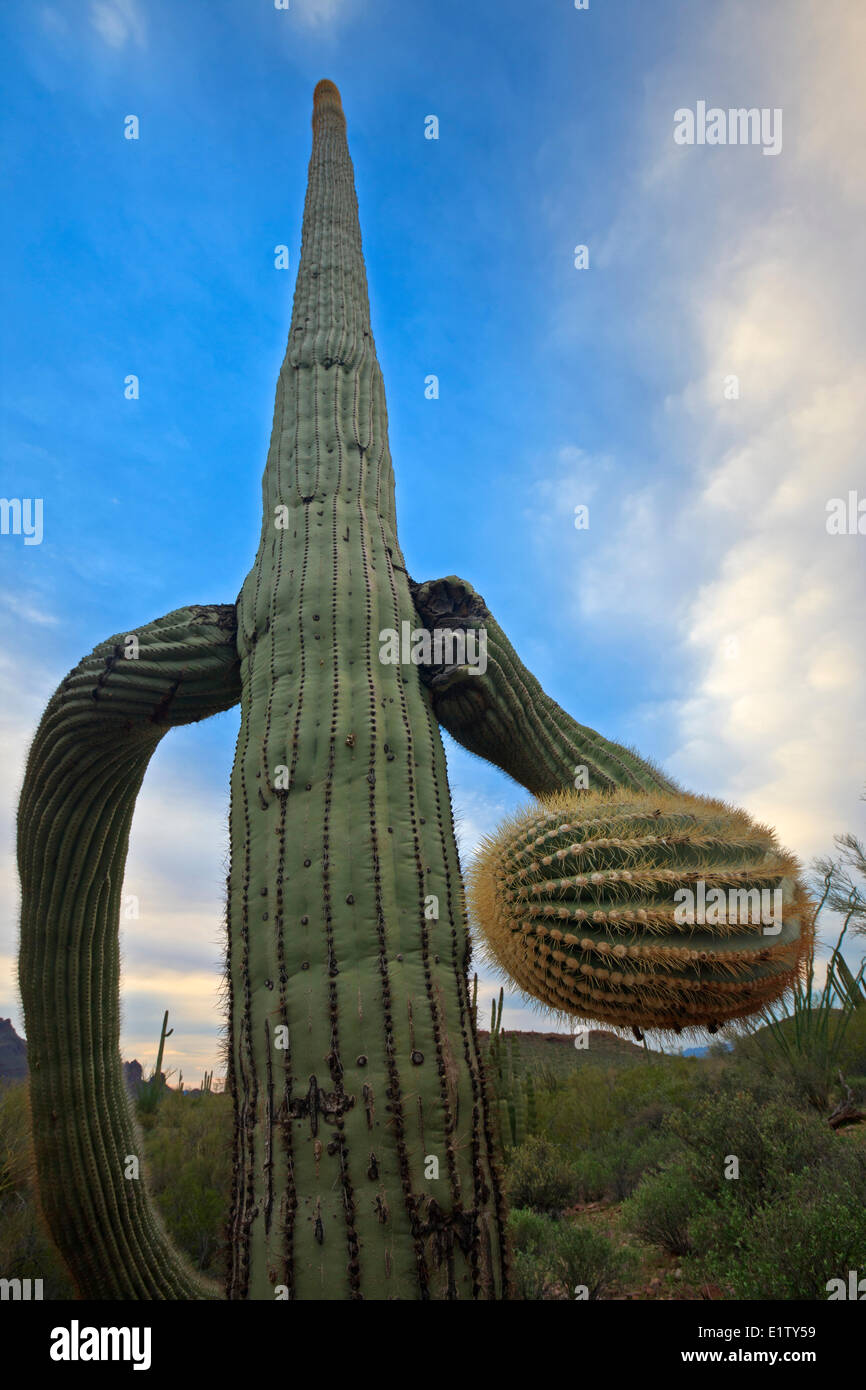 Cactus Saguaro, Carnegiea gigantea, nel tubo dell'organo monumento nazionale, Arizona, Stati Uniti d'America Foto Stock