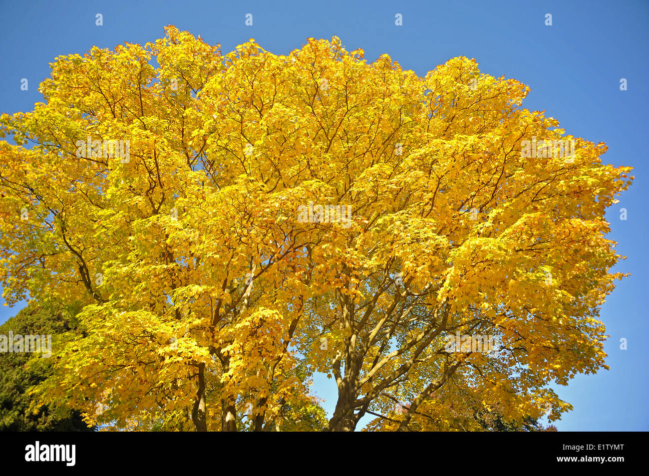 Vite acero Acer circinatum, in autunno, Stanley Park, Vancouver, British Columbia, Canada Foto Stock