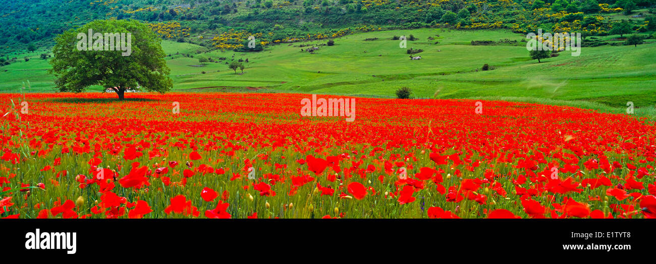 Albero singolo in un ampio campo di papaveri rossi (campo rosso papavero papavero Papaver rhoeas) nella regione Gargano in Puglia nel Sud Foto Stock