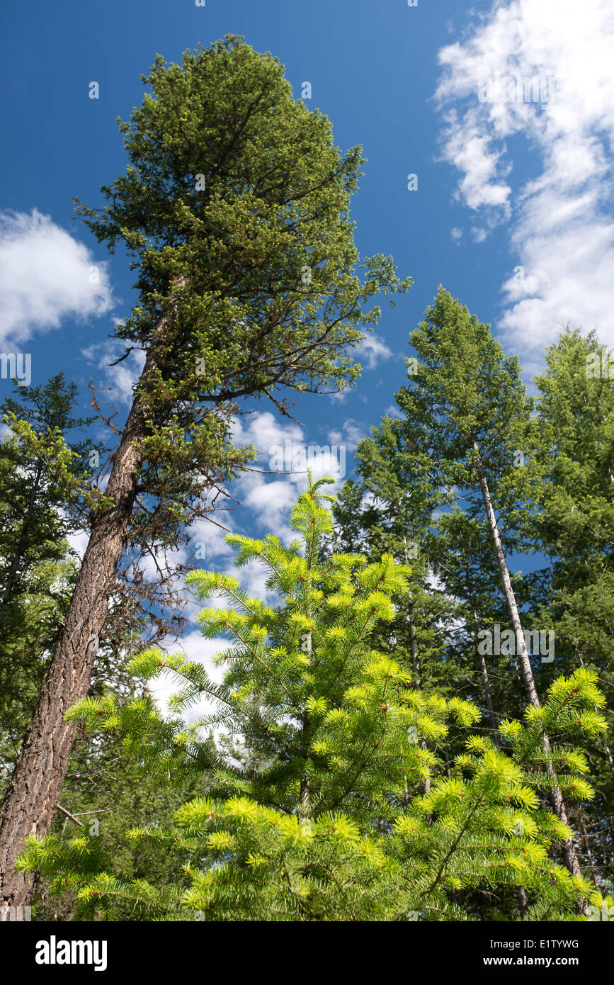 La molla scatta la crescita su capretti alberi residua Douglas-fir Pseudotsuga menziesii dopo il taglio parziale est Williams Lake Foto Stock