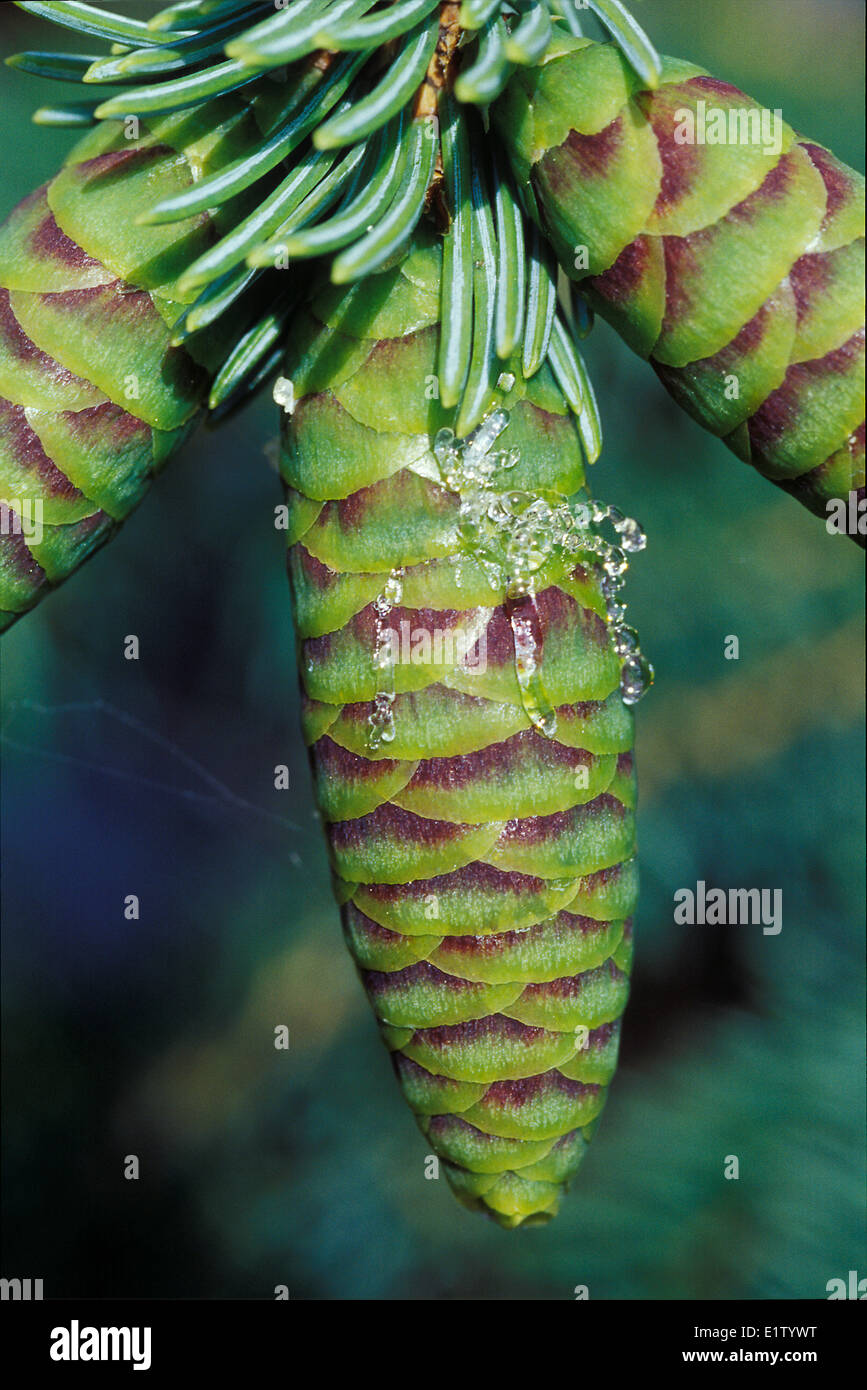 Coni di abete bianco Picea glauca , Lago Verde Parco Provinciale, Cariboo, BC Foto Stock