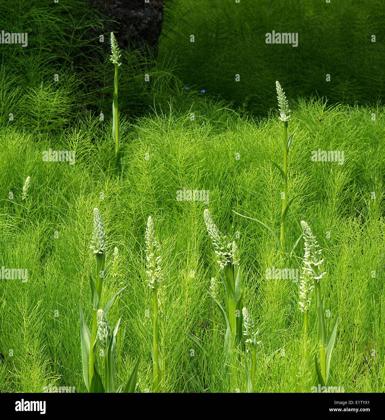 Frog orchid Coeloglossum viride in equiseto equiseto sp. Coperchio western red cedar Thuja plicata western hemlock Tsuga Foto Stock