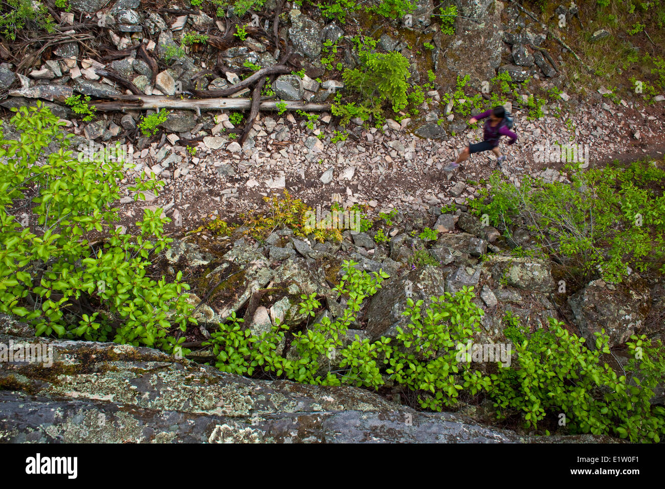 Una giovane donna asiatica trail running in 3 topi ciechi trail system. Penticton, BC Foto Stock