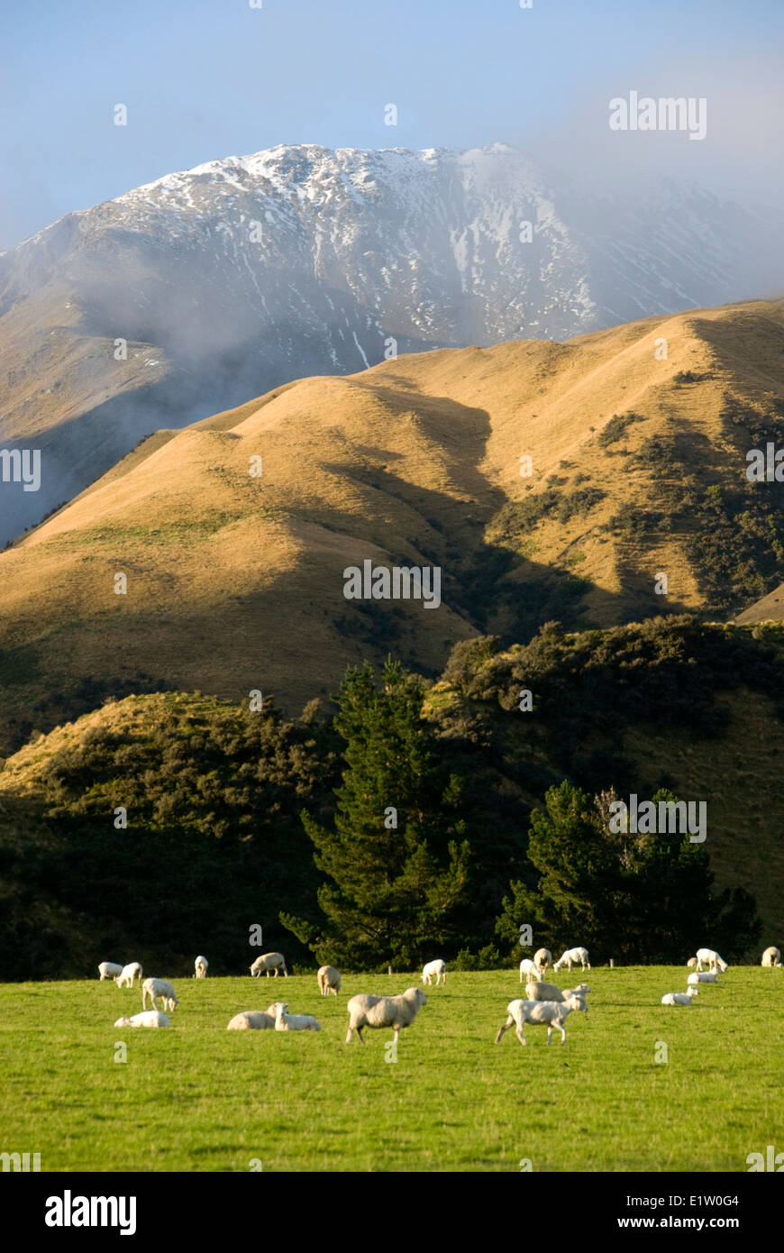 Pecore, colline e montagne coperte di neve, Superiore Rakaia Valley, Canterbury, Isola del Sud, Nuova Zelanda Foto Stock