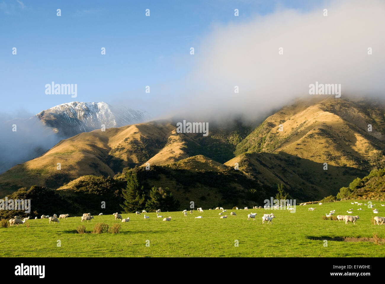 Pecore, colline e montagne coperte di neve, Superiore Rakaia Valley, Canterbury, Isola del Sud, Nuova Zelanda Foto Stock