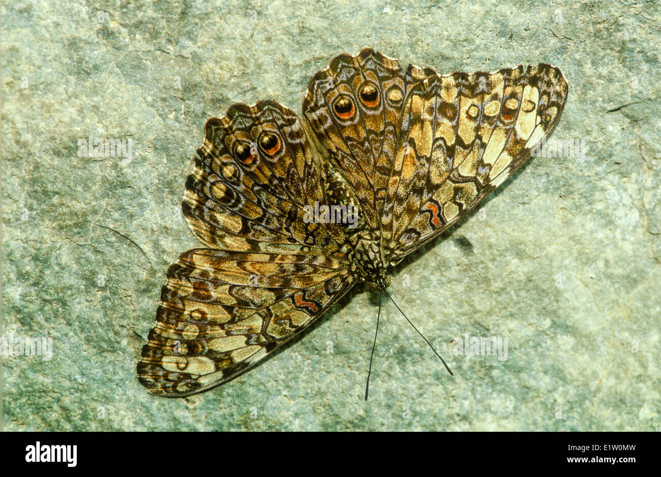 Cracker variabile Butterfly (Hamadryas feronia farinulenta) maschio vista dorsale Argentina Brasile nord attraverso America tropicale a Foto Stock