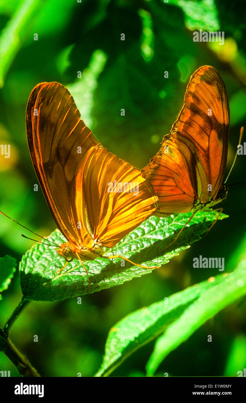 Julia farfalle accoppiamento (Dryas iulia) USA attraverso il neo-tropichi Foto Stock