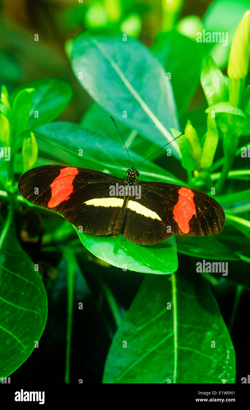 Melpomene : Longwing Butterfly, (Heliconius melpomene : rosina), vista dorsale, Costa Rica & Panama Foto Stock