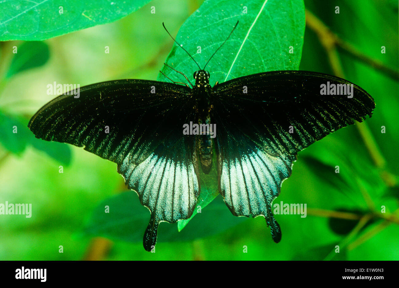 Grande Farfalla Mormone, (Papilio memnon), vista dorsale, Asia meridionale Foto Stock