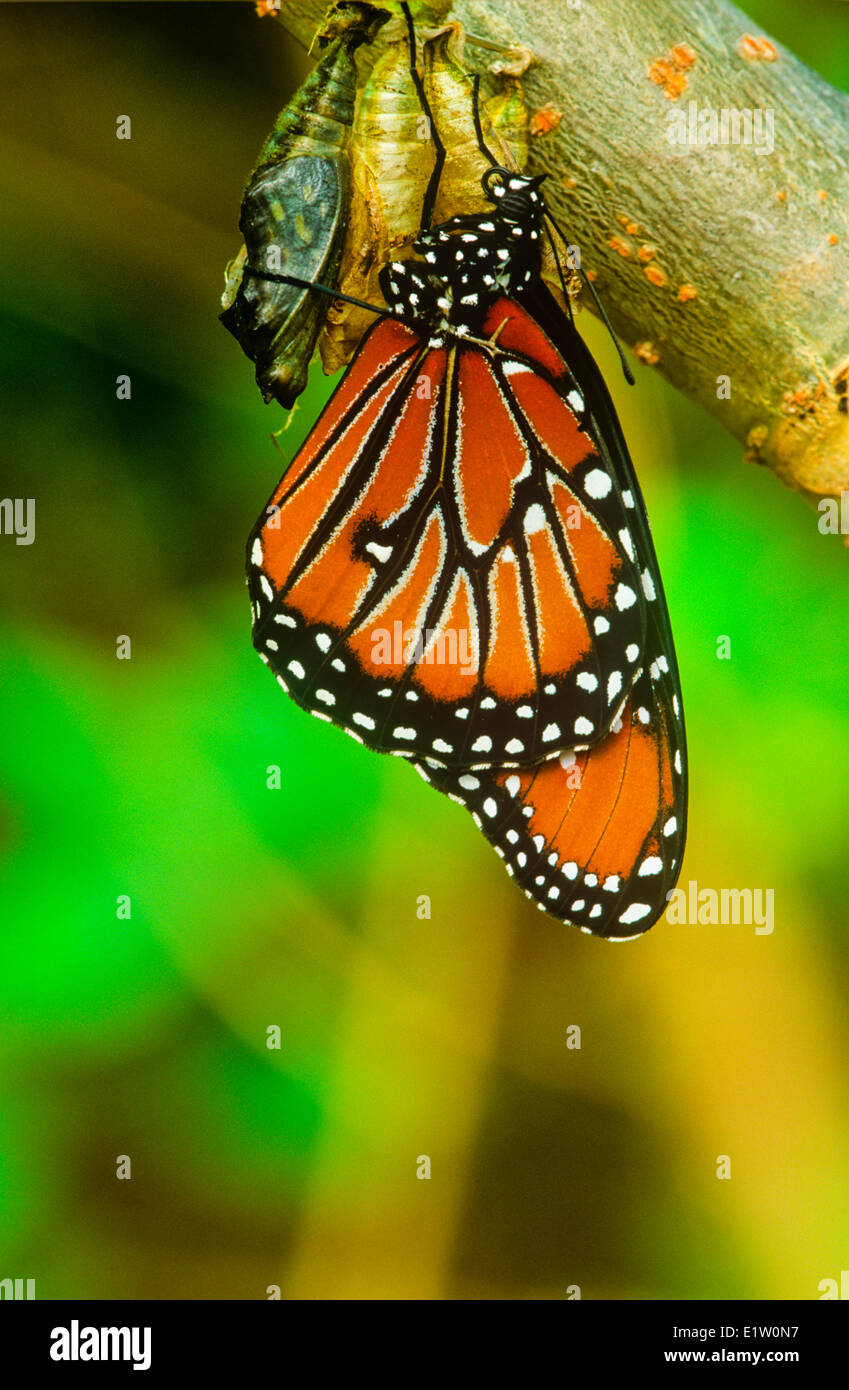Regina Butterfly (Danaus gilippus thersippus) emergenti caso pupa residente in estrema meridionale degli Stati Uniti Sud attraverso Foto Stock