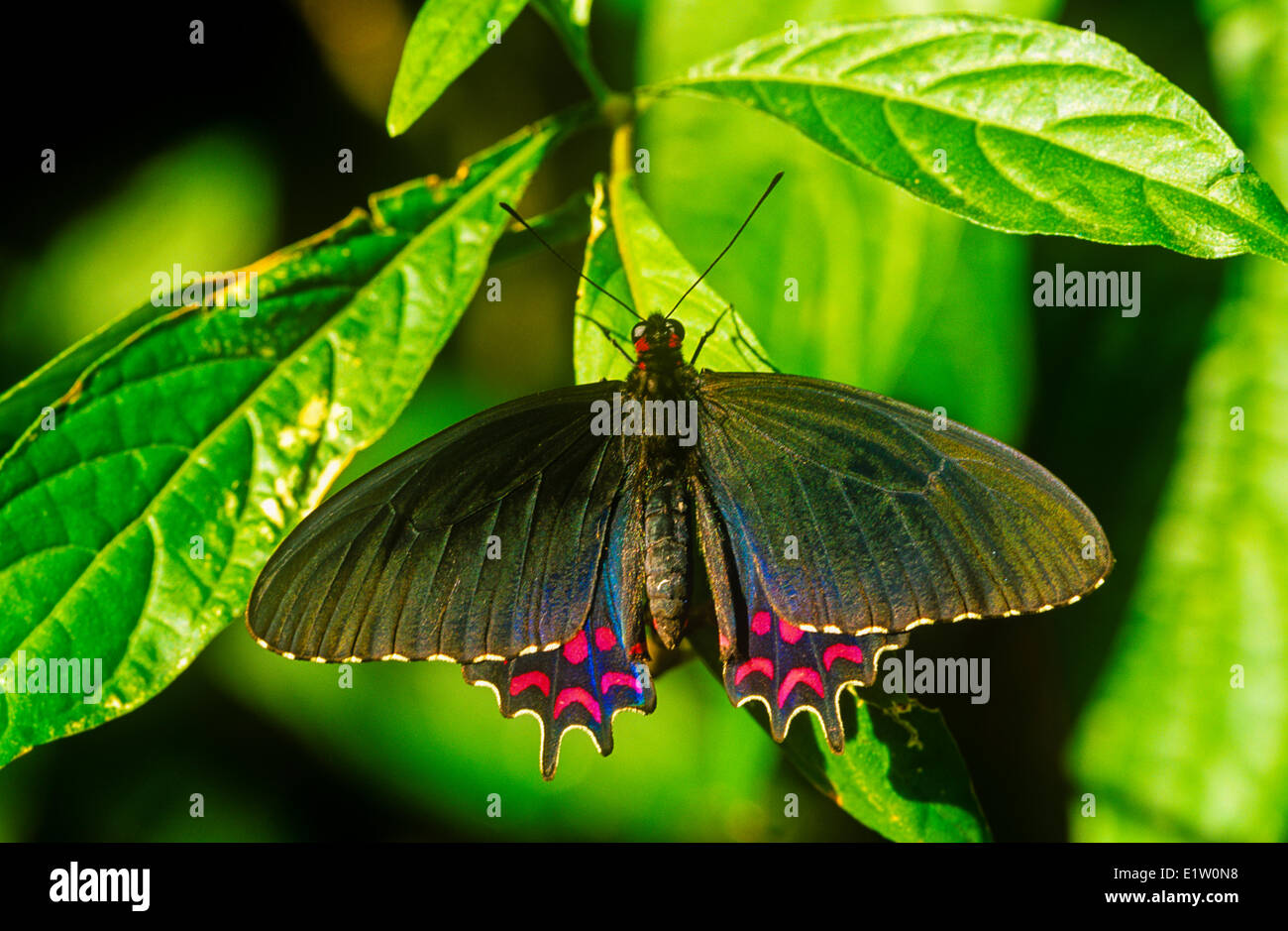 Rosa-spotted Cattleheart Butterfly, (Parides photinus), maschio, vista dorsale, NE e NW Messico in Costa Rica Foto Stock