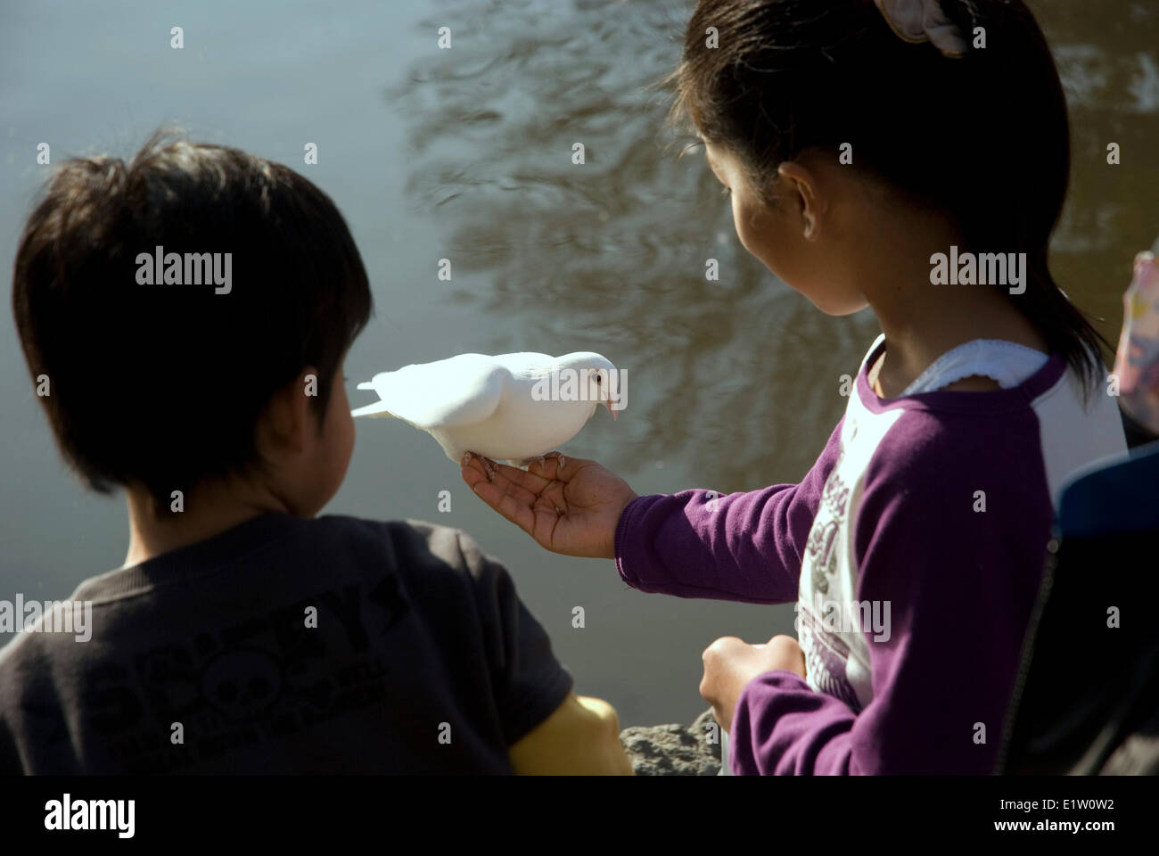 Bambini alimentando i piccioni a Tsurugaoka Hachiman-gu sacrario scintoista a Kamakura durante il festival di inverno Foto Stock