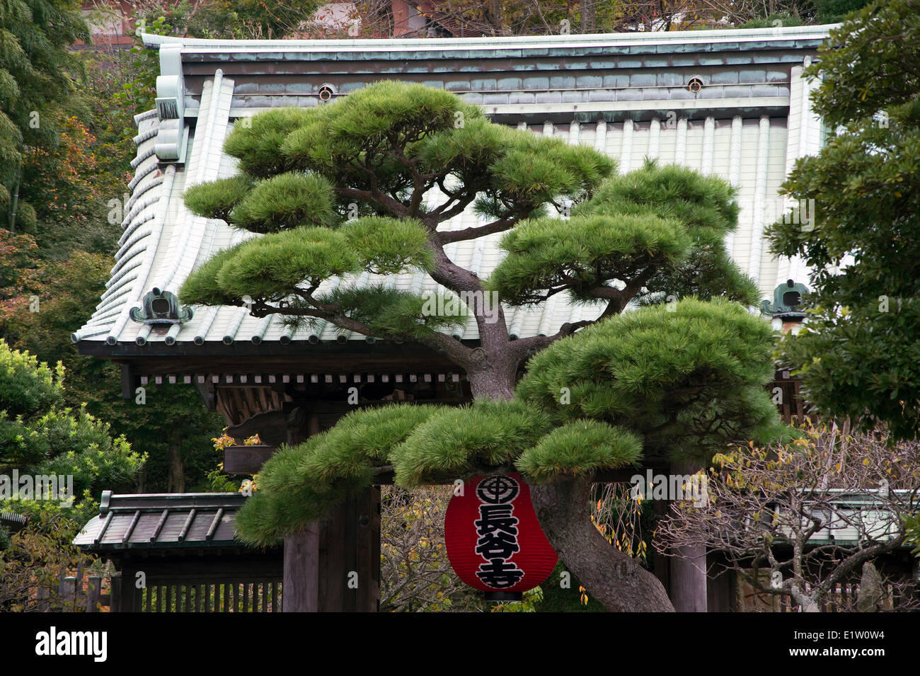 Pino crescente nella parte anteriore del tempio Hasedera entrata a Kamakura, Giappone Foto Stock