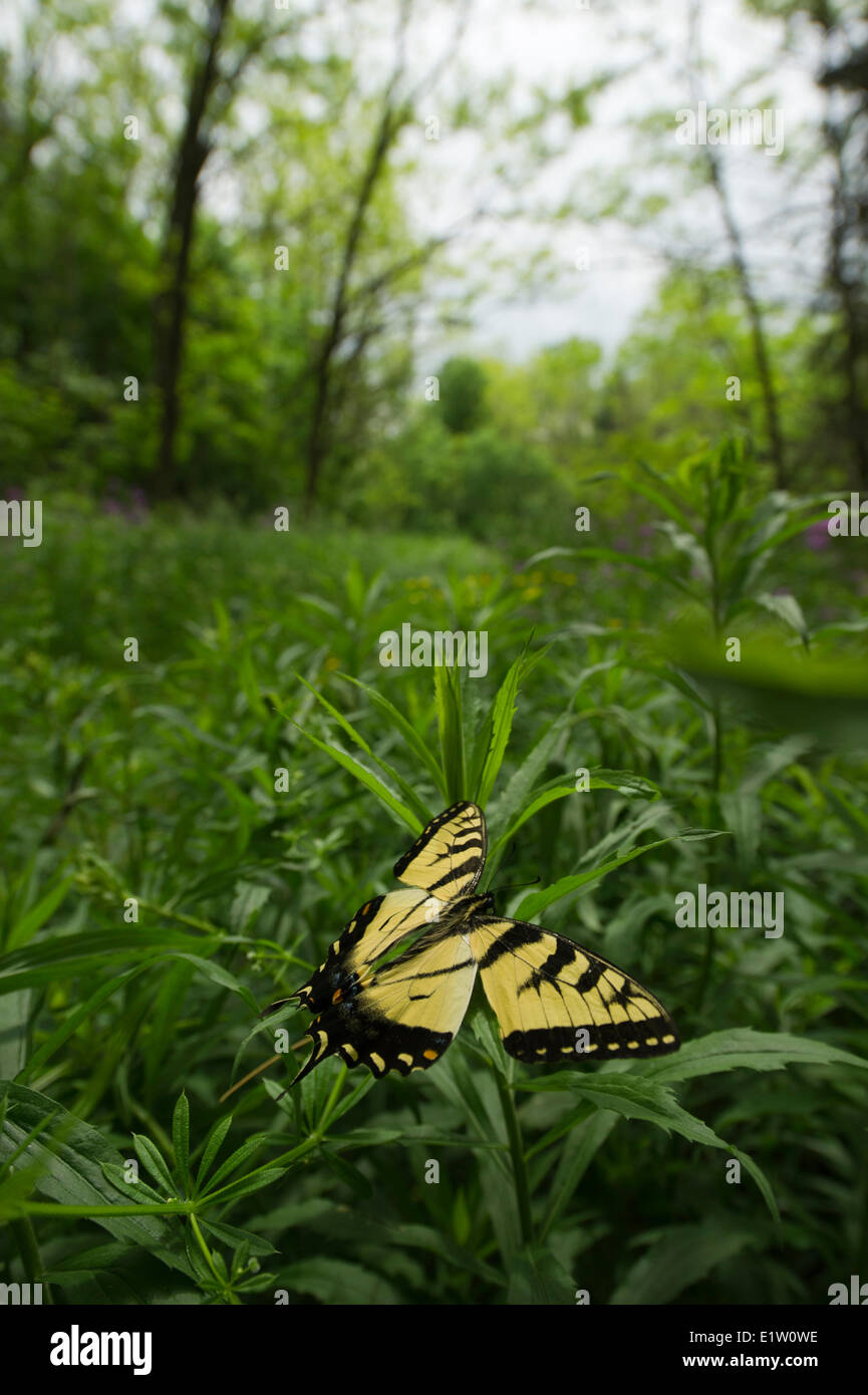 Tiger canadese a coda di rondine (farfalla Papilio canadensis) volando sopra l'erba Foto Stock