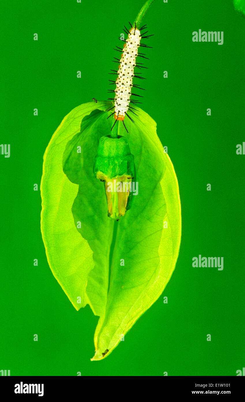 Hecale Longwing Butterfly larva (Heliconius hecale zuleika) Foto Stock