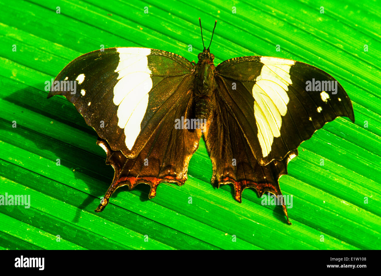 Leafwing in marmo o in argento Leafwing chiodati butterfly (Hypna clitennestra Clitennestra) vista dorsale del Messico per il bacino amazzonico. Foto Stock