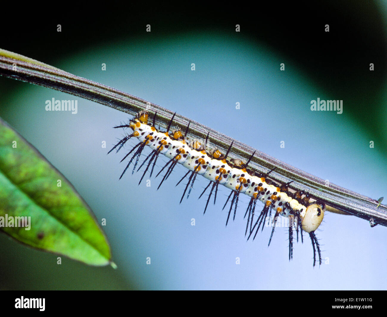 Zebra Longwing Butterfly larva (Heliconius charitonius), Costa Rica Foto Stock