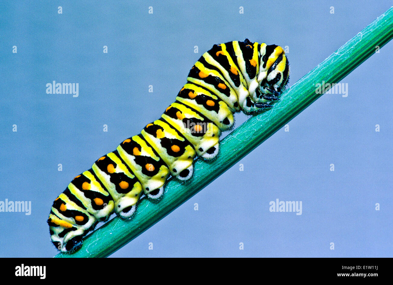 (Papilio polyxenes) orientale a coda di rondine nero larva, quinto instar. alimentazione su anice Foto Stock