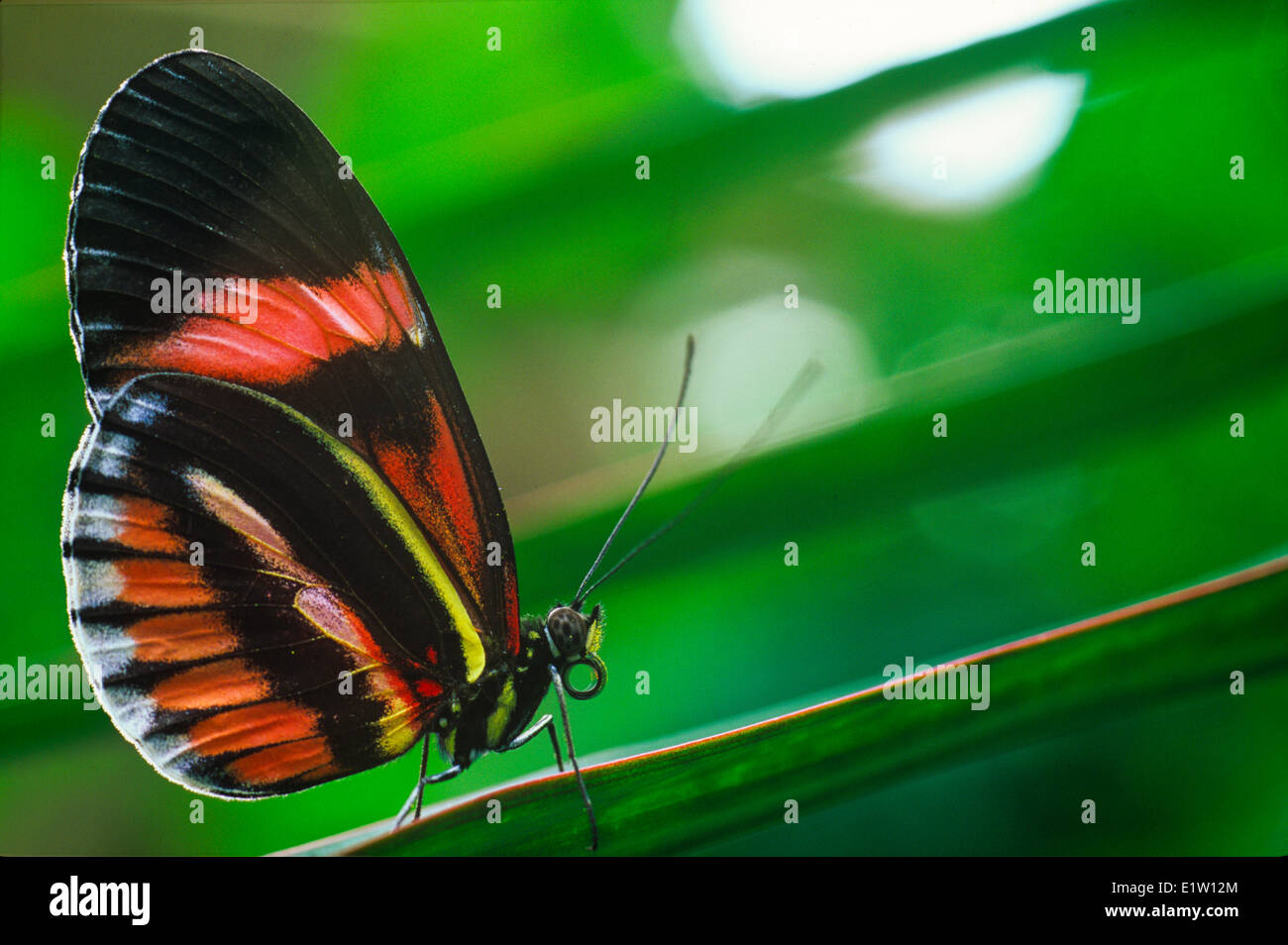 Il postino Butterfly, comune Portalettere, o semplicemente portalettere Butterfly, (Heliconius melpomene :), vista ventrale Foto Stock