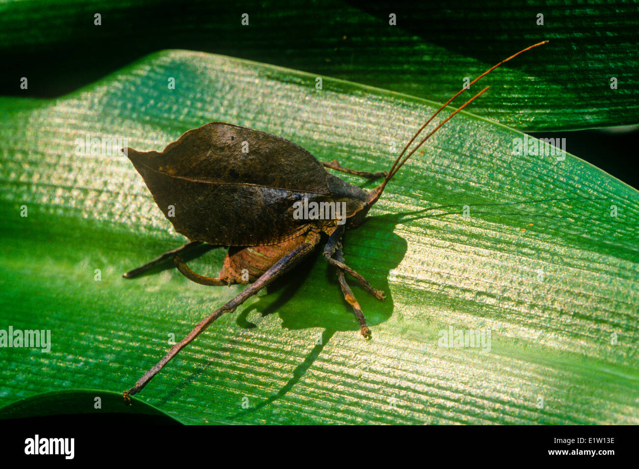 Foglia morta mimare katydid, Typophyllum sp. (Tettigoniidae), mimetizzata brown, Costa Rica. Foto Stock