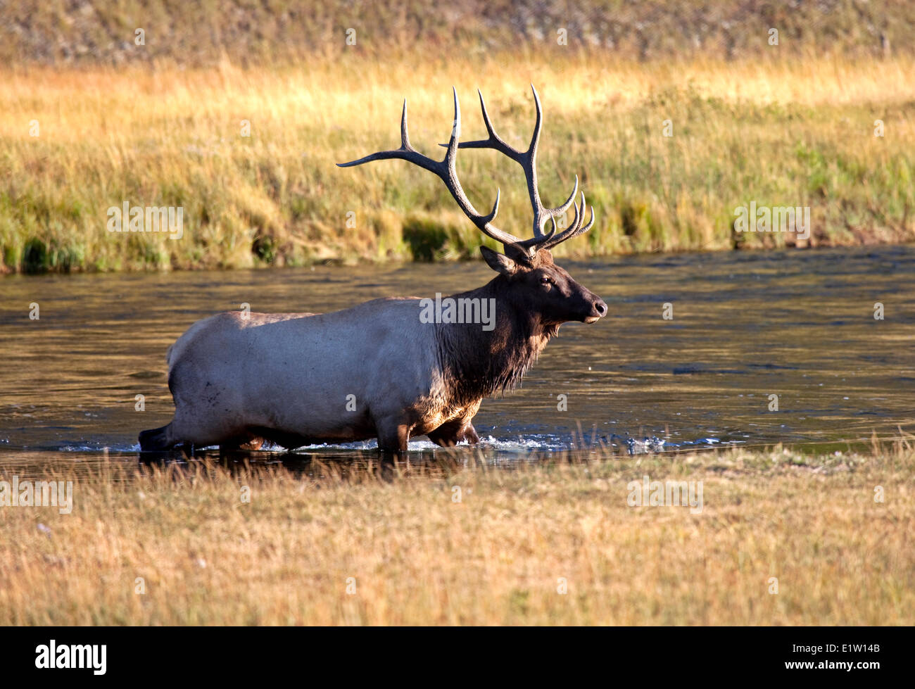 Maschio di Elk, wapiti, Cervus canadensis, Madison River, il Parco Nazionale di Yellowstone, Wyoming USA Foto Stock