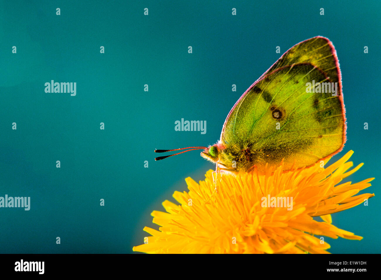 Comune o offuscato la farfalla di zolfo, (Colias philodice) vista ventrale. Foto Stock