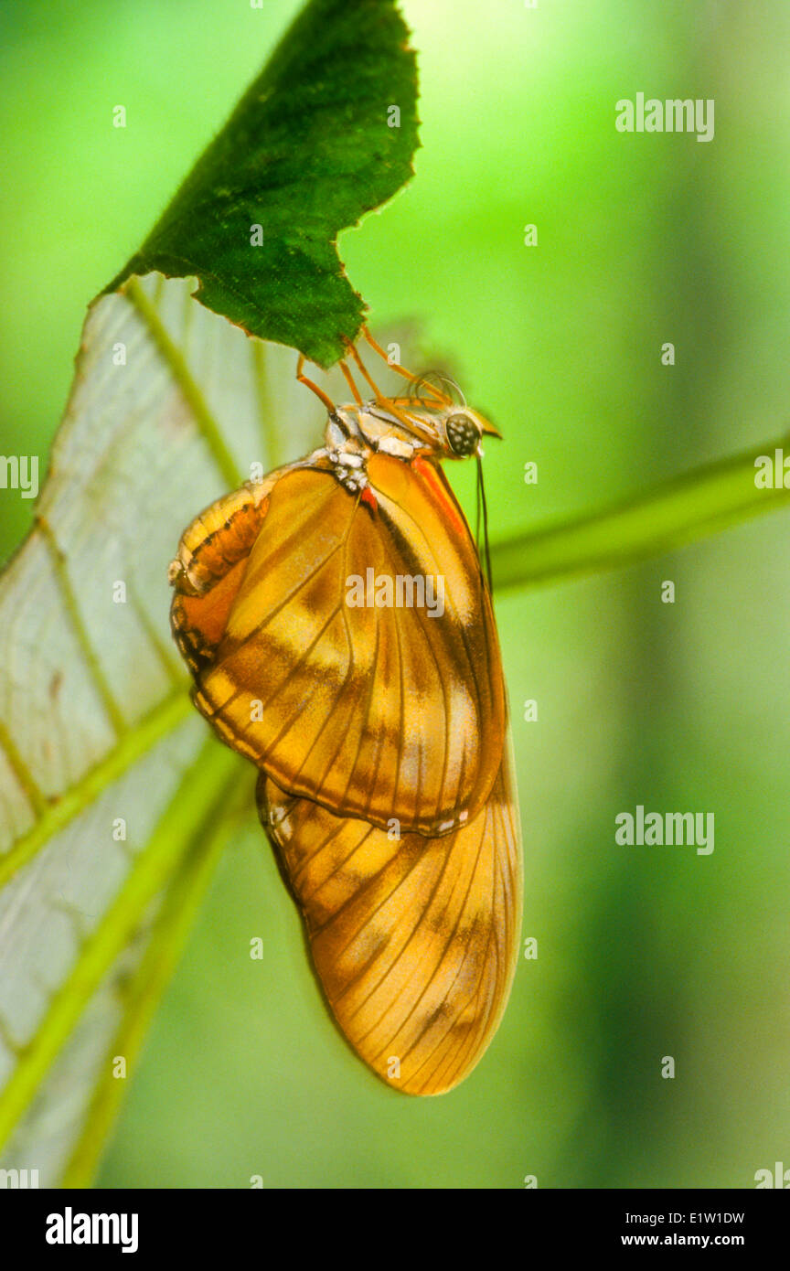 Julia Butterflyemerging fom pupa, (Dryas iulia) Foto Stock