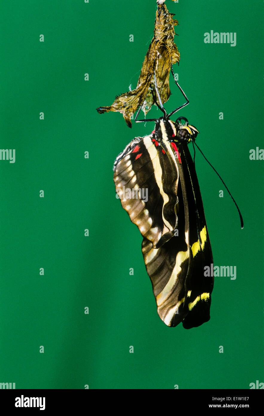 Zebra-longwing Butterfly, (Heliconius charitonius), emergente dalla fase di pupa, vista ventrale, Costa Rica Foto Stock