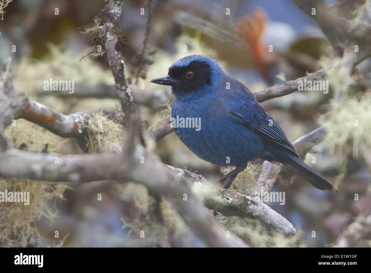 Flowerpiercer mascherato (Diglossopis cyanea) appollaiato su un ramo in Perù. Foto Stock