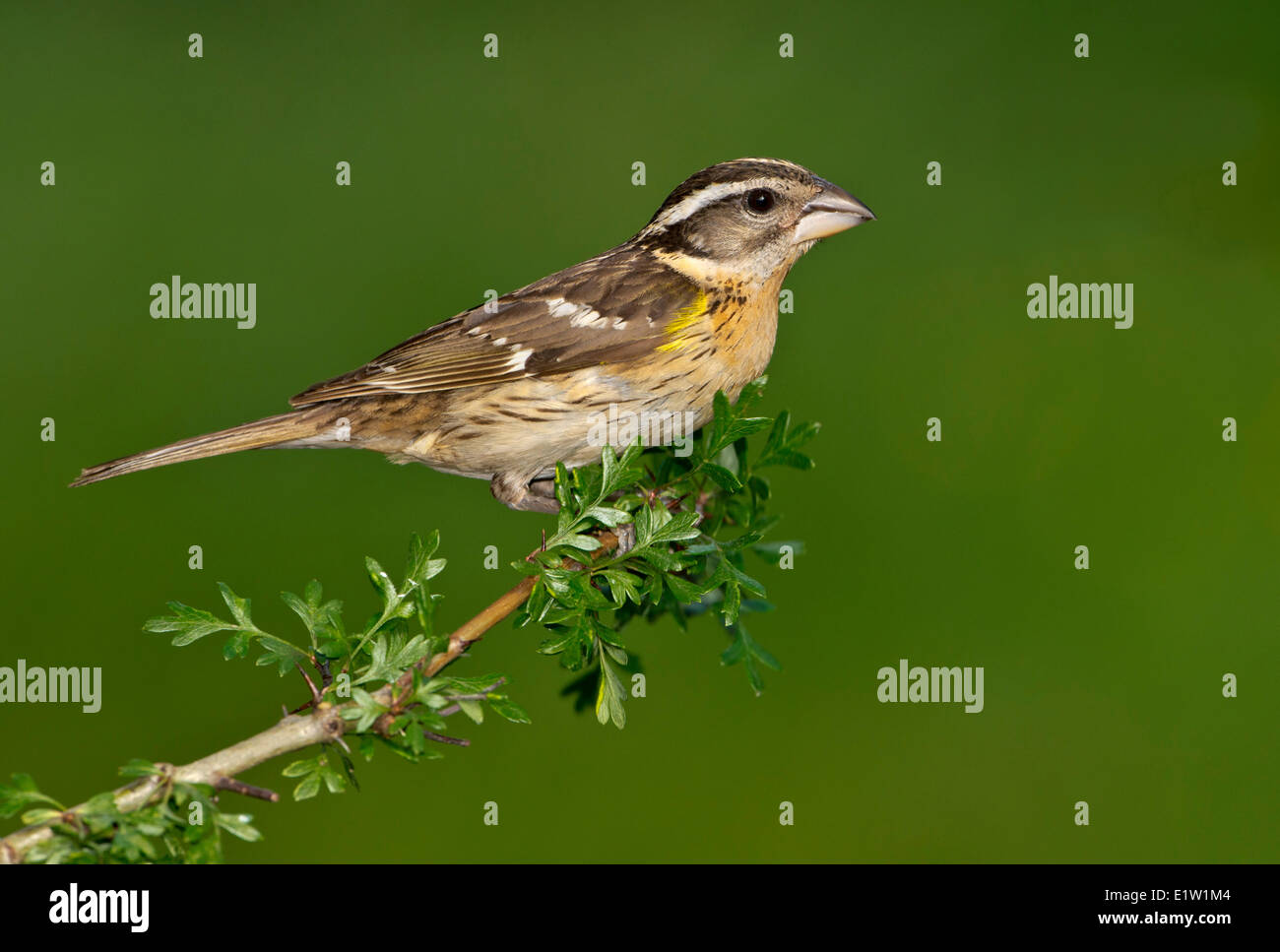 A testa nera (Grosbeak melanocephalus Pheucticus) - Victoria BC, Canada Foto Stock