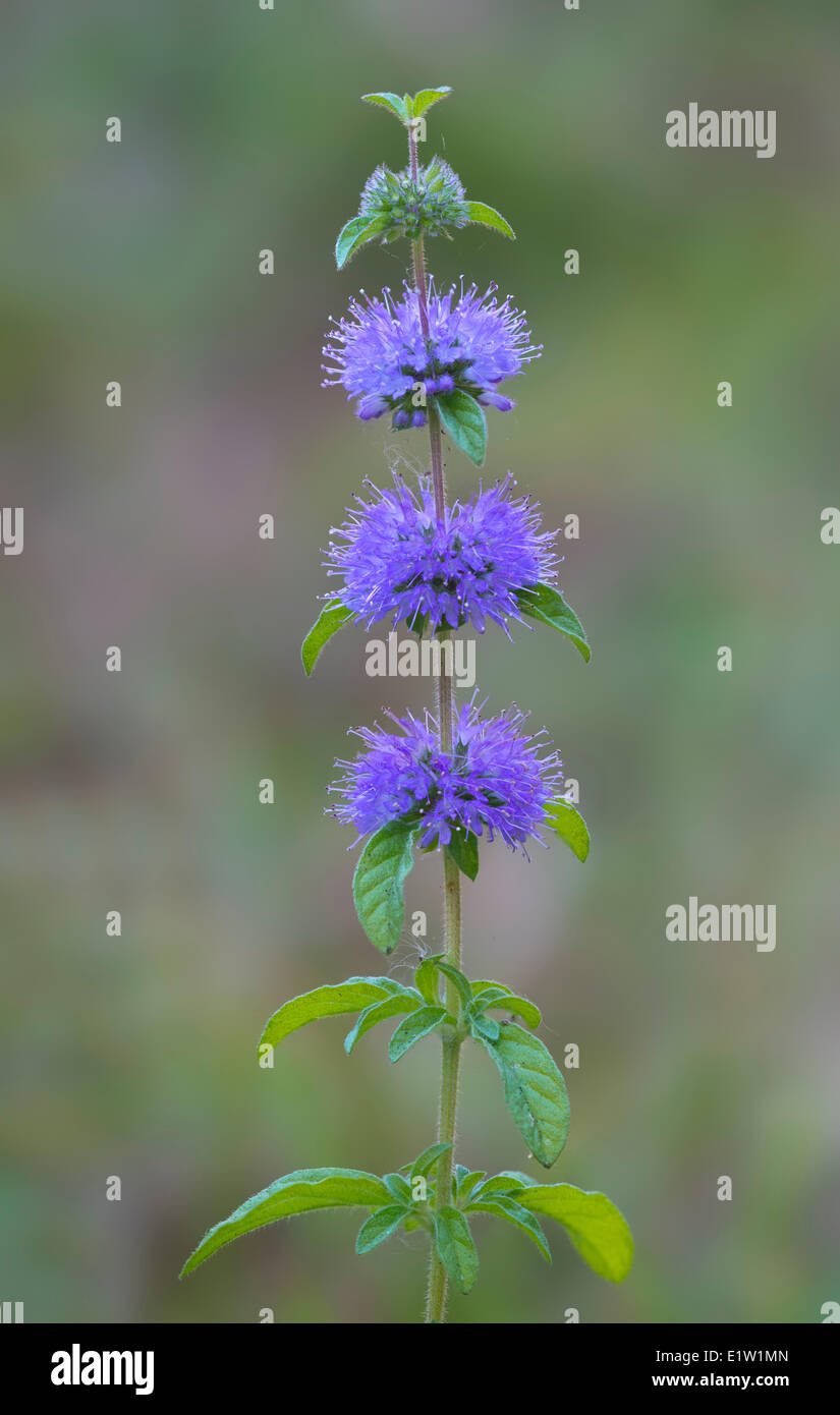 Campo Mint (Mentha arvense) - Saanich BC, Canada Foto Stock