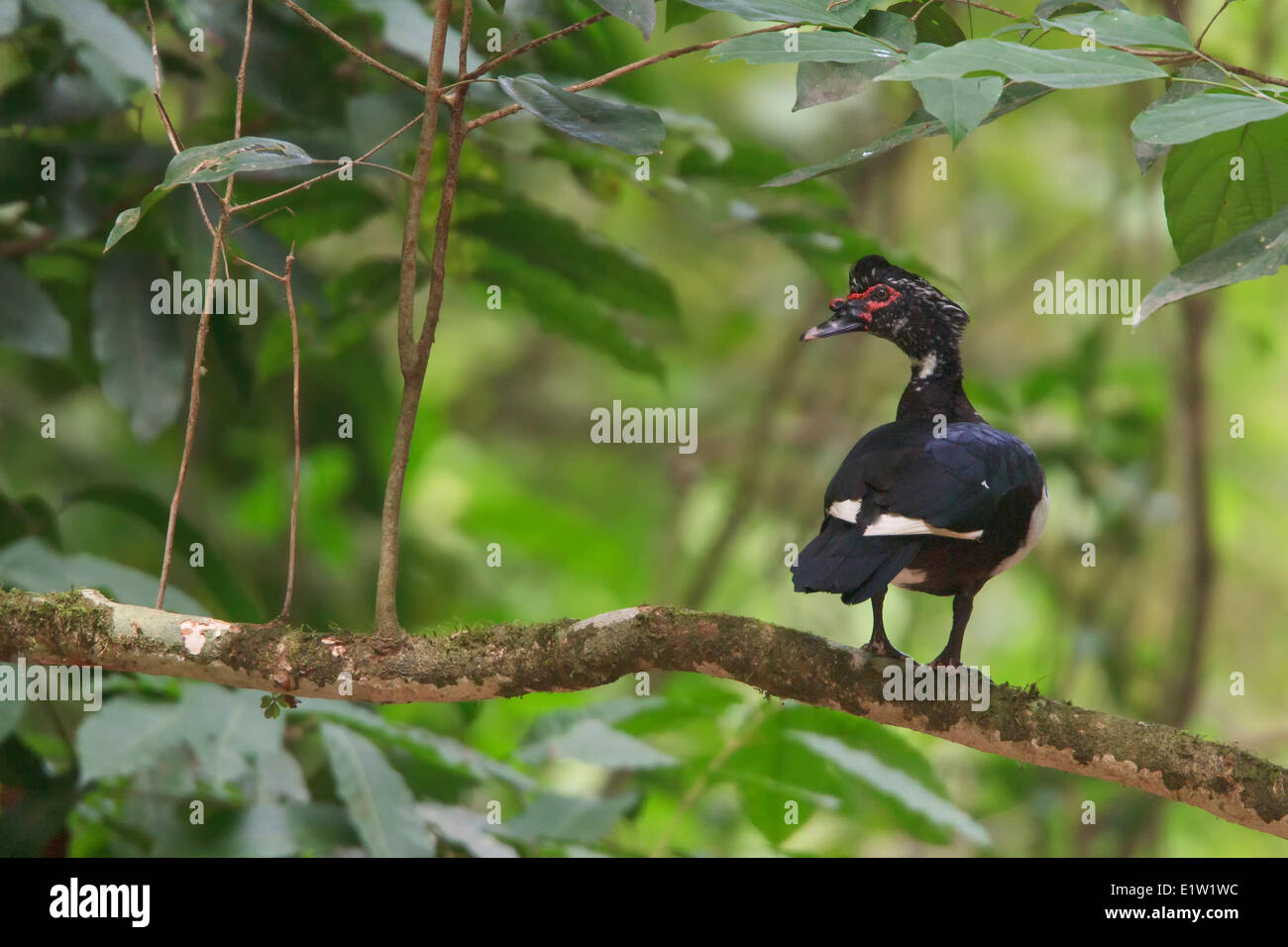 Anatra muta (Cairina moschata) appollaiato su un ramo in Costa Rica. Foto Stock