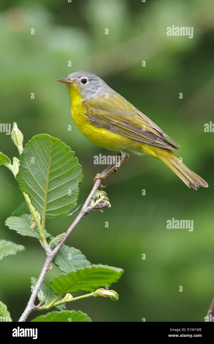 Nashville trillo (Vermivora ruficapilla) appollaiato su un ramo in Eastern Ontario, Canada. Foto Stock