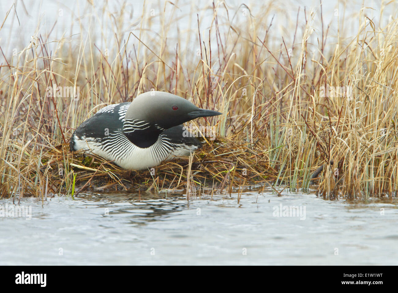 Pacific Loon, Gavia pacifica, visualizzare i loro rituali di allevamento su un laghetto vicino a Churchill Manitoba, Canada. Foto Stock