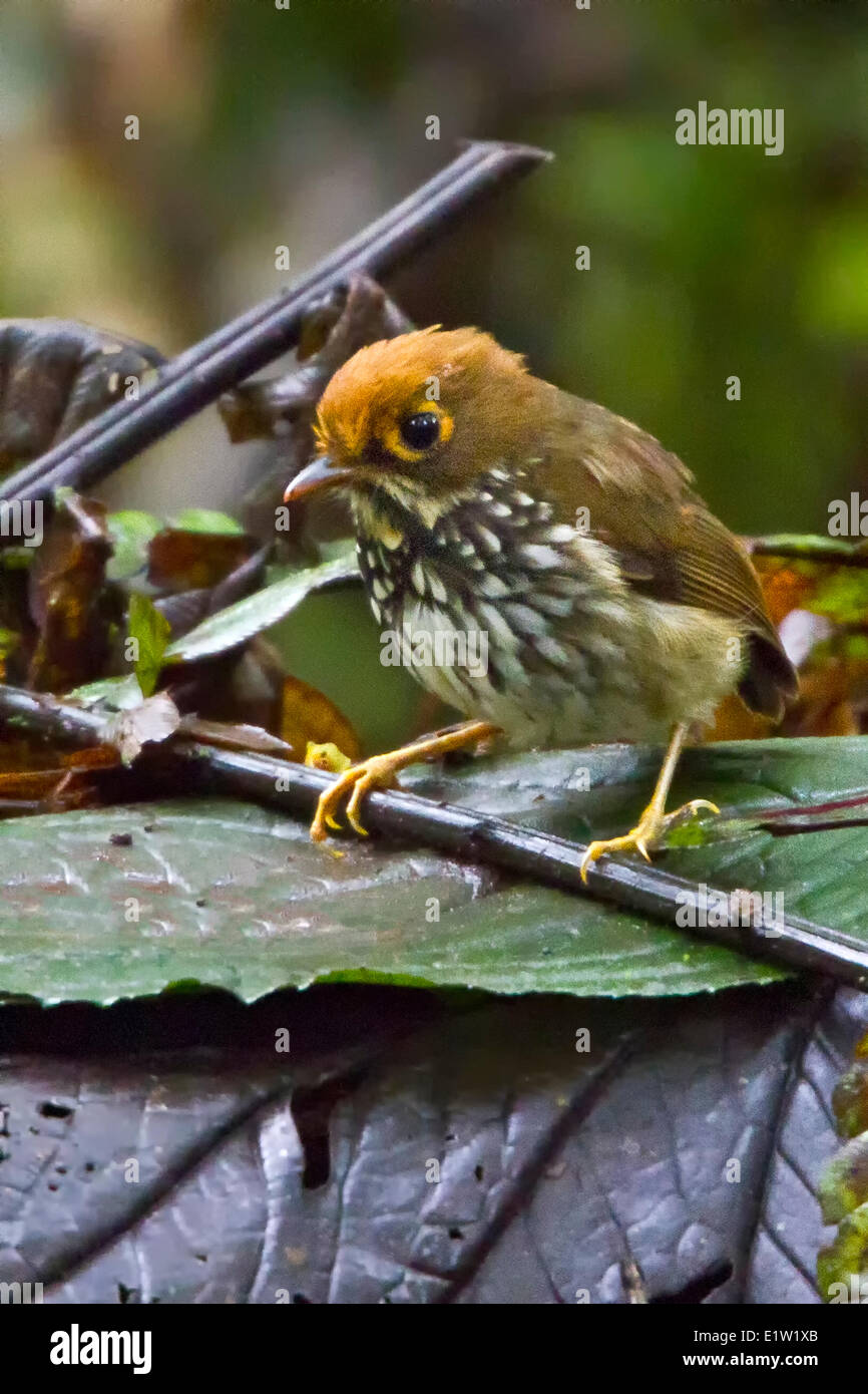 Antpitta peruviana (Grallaricula peruviana) appollaiato su un ramo in Ecuador. Foto Stock