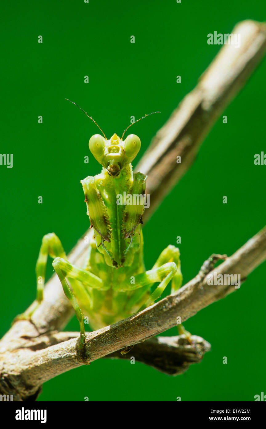 (Theoprobus elegans) Mantis, Malaysia Foto Stock