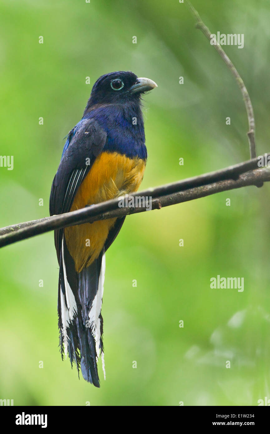 Bianco amazzonica-tailed Trogon (Trogon viridis) appollaiato su un ramo in Ecuador. Foto Stock