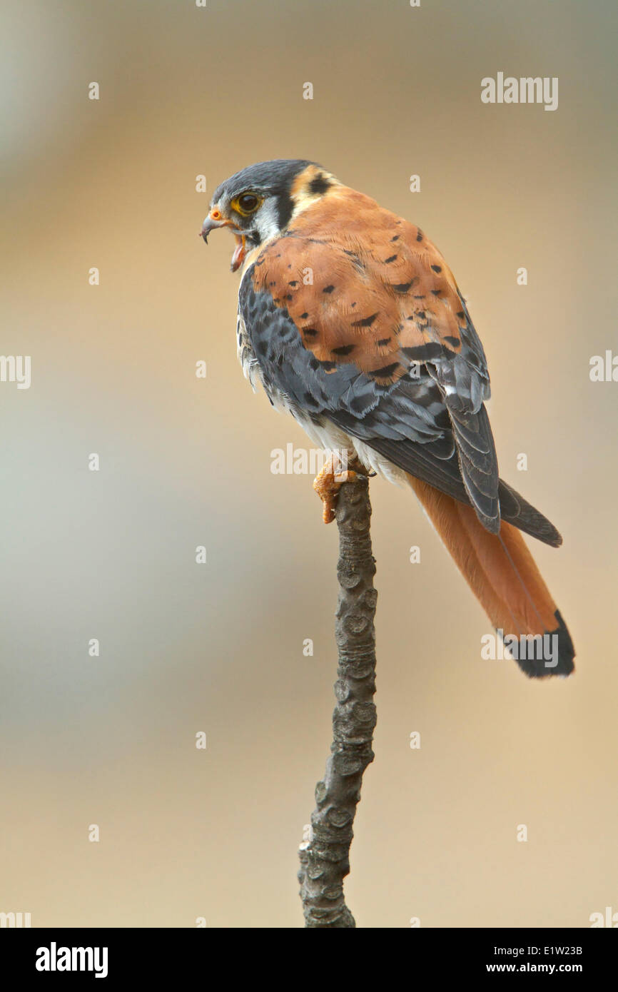 American Gheppio (Falco sparverius) appollaiato su un ramo in Perù. Foto Stock