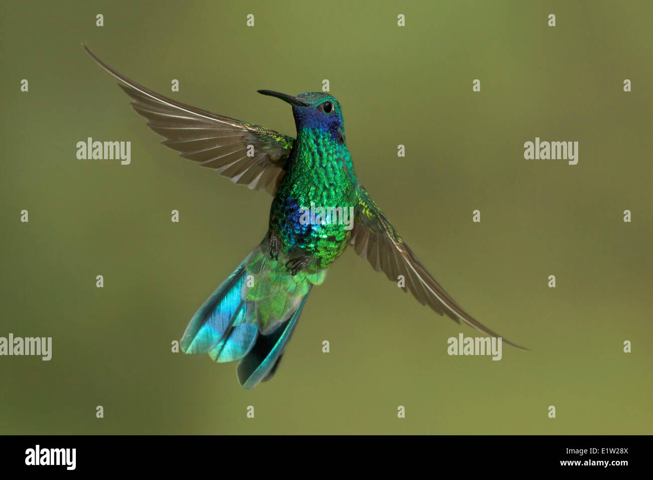 Vini spumanti viola-orecchio (Colibri coruscans) volare mentre alimentando ad un fiore in Perù. Foto Stock