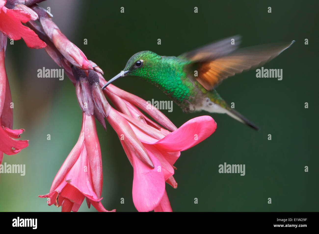 Stripe-tailed Hummingbird (Eupherusa eximia) battenti e alimentazione su un fiore in Costa Rica. Foto Stock