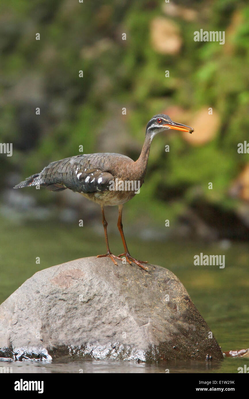 Sunbittern, Eurypyga helias alimentazione lungo un fiume in Costa Rica. Foto Stock