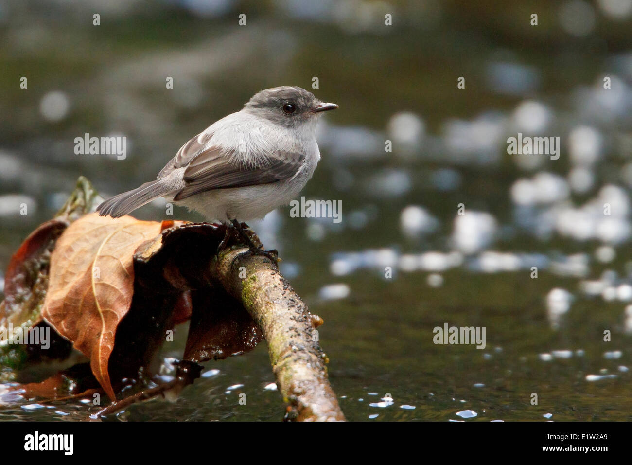 Torrent Tyrannulet, Serpophaga cinerea, alimentazione lungo un fiume in Costa Rica. Foto Stock