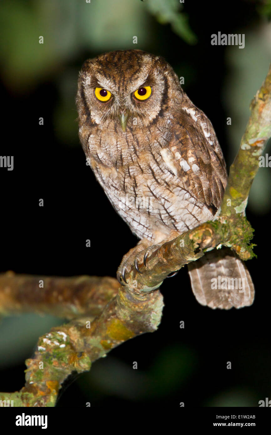 Tropical Screech-Owl (Otus choliba) appollaiato su un ramo in Ecuador. Foto Stock