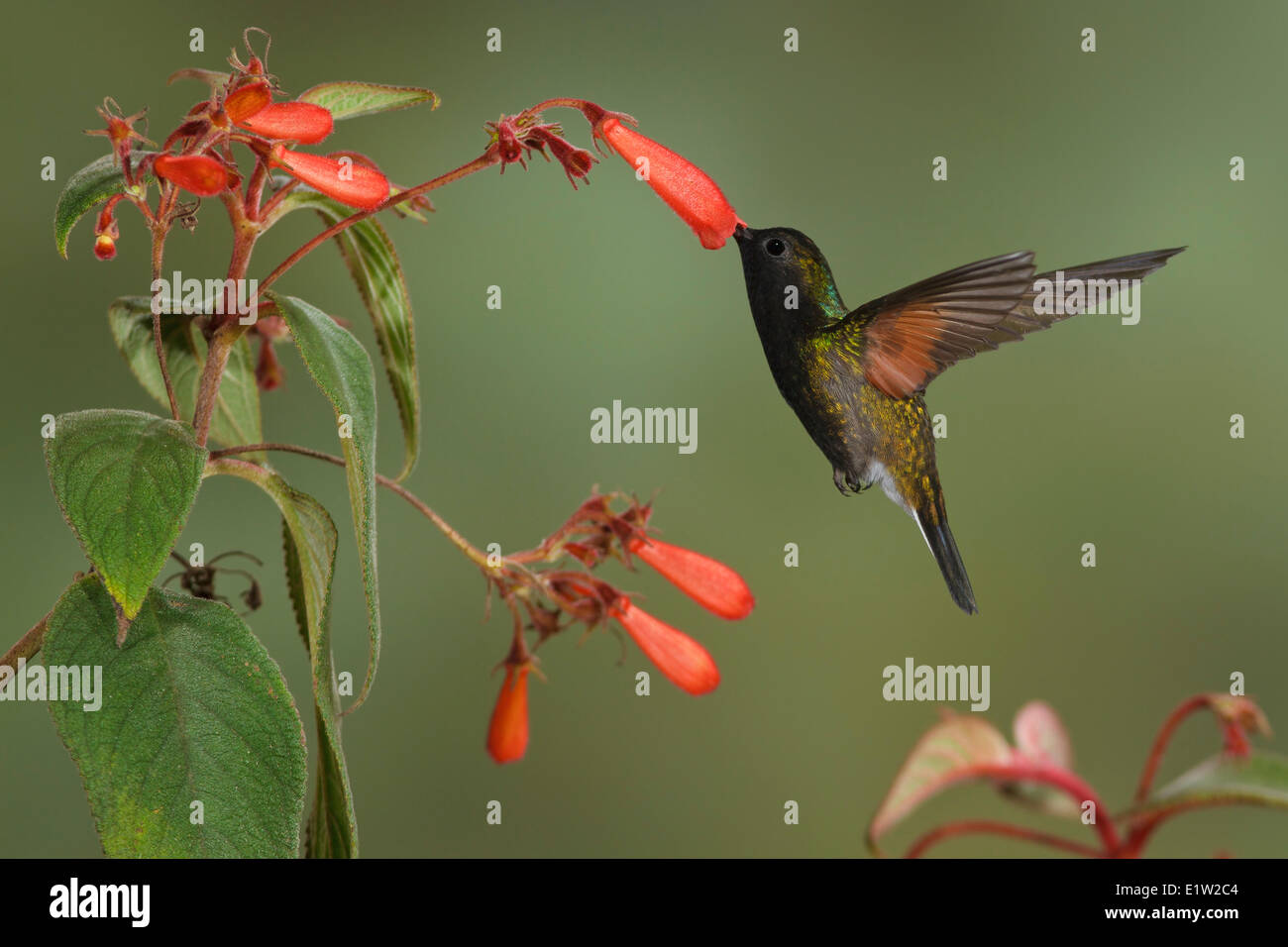 Rospo Hummingbird (Eupherusa nigriventris) battenti e alimentando ad un fiore in Costa Rica. Foto Stock