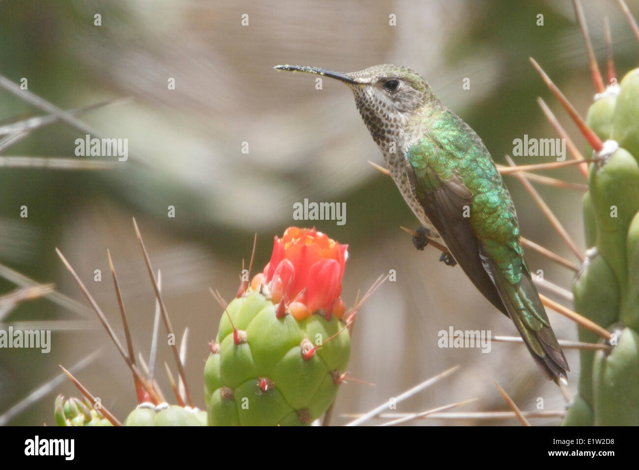 Bronzo-tailed Comet (Polyonymus caroli) arroccato su un cactus in Perù. Foto Stock
