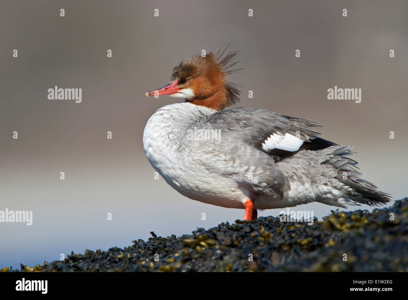 Comune, Merganser Mergus merganser Foto Stock