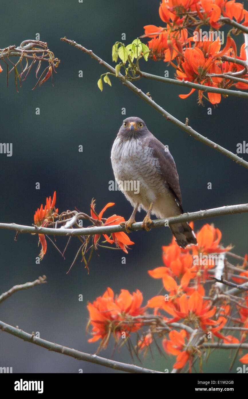 Falco variabile (Buteo polyosoma) appollaiato su un ramo in Perù. Foto Stock